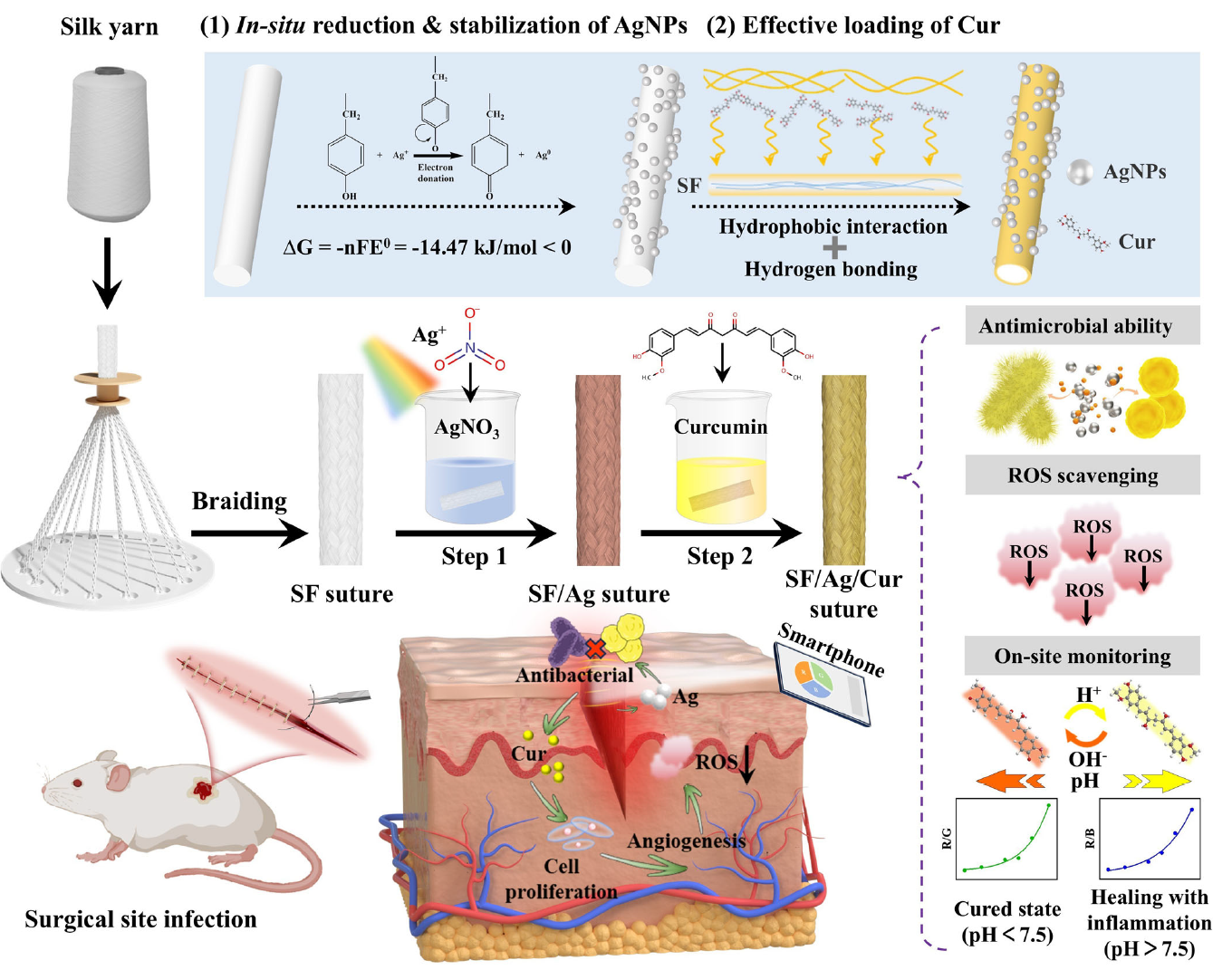 东华大学朱美芳院士等人：多功能生物活性缝合线